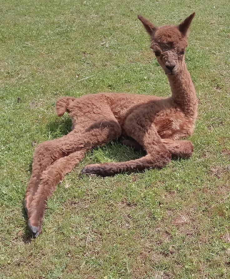 Ophelia, just born 